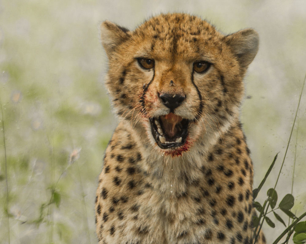 Nambwa Tented Lodge Kongola エクステリア 写真
