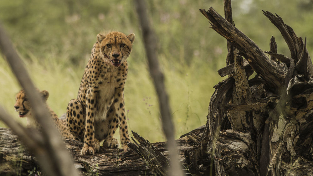 Nambwa Tented Lodge Kongola エクステリア 写真